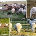 Beoordeling van fabrikanten en modellen van elektrische herder voor schapen en hoe te installeren