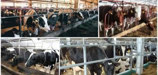 Предности и недостаци везавања крава, правила и начин на који се то дешава зими