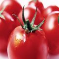 Pomidorų veislės „Mishka clubfoot“ charakteristikos ir aprašymas, auginimo ypatybės