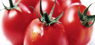 Charakteristika a opis odrody paradajky Mishka clubfoot, vlastnosti jej pestovania