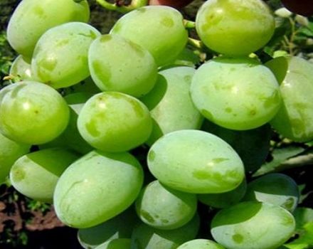 Kokur vynuogių aprašymas, sodinimo ir auginimo taisyklės
