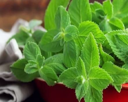 How to keep mint fresh in the refrigerator for the winter