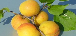 Kichiginsky abrikosų veislės aprašymas, auginimas, sodinimas ir priežiūra