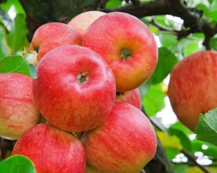 Descrizione e caratteristiche delle mele Idared, storia e sottigliezze di coltivazione