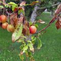 Names and symptoms of plum diseases, methods of treatment and preventive measures