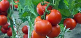 Đặc điểm và mô tả của giống cà chua Maryina Roshcha, năng suất của nó