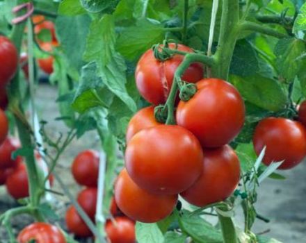 Charakteristika a opis odrody paradajok Maryina Roshcha, jej výnos