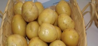 Beskrivning av Molly potatisvariant, funktioner för odling och vård