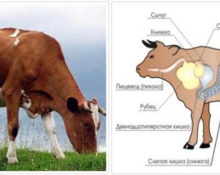 Узроци и симптоми опструкције једњака код говеда, како се лечити