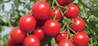 Charakteristiky a opis odrody paradajok Shalun, jej výnos