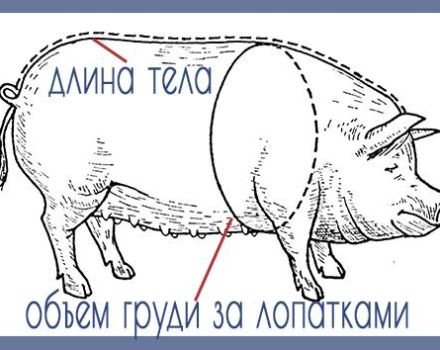 Hur man vet och bestämmer hur mycket en gris väger, tabell efter storlek