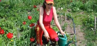 Lehet-e tavasszal tulipánokat ültetni, mikor és hogyan kell elvégezni az eljárást