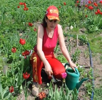 ¿Es posible plantar tulipanes en primavera, cuándo y cómo realizar el procedimiento?