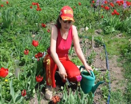 Är det möjligt att plantera tulpaner på våren, när och hur man utför proceduren