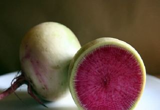 Description of the Red Meat radish variety, cultivation features and yield