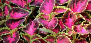 Planting and caring for Coleus in the open field, description of varieties and reproduction
