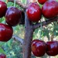 17 bästa sorter av söta körsbär för Leningrad-regionen med beskrivning och egenskaper