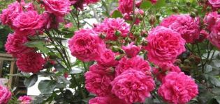 Descripción y sutilezas del cultivo de una rosa trepadora de la variedad Laguna.