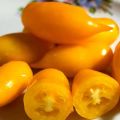 Popis odrůdy rajče Golden Canary a jeho vlastnosti