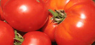 Descripción de la variedad de tomate Estimado huésped, recomendaciones de cultivo y cuidado.