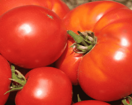 Mô tả giống cà chua Kính chào quý khách, các khuyến nghị về cách trồng và chăm sóc