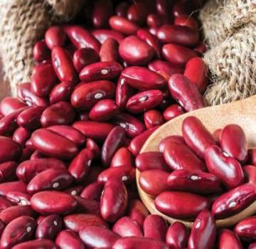 Manfaat dan keburukan kacang merah untuk tubuh manusia