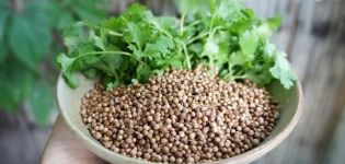 Useful properties and contraindications of cilantro for the human body