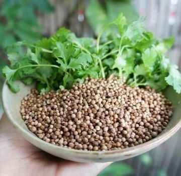 Useful properties and contraindications of cilantro for the human body