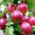 Vilka äppelträd är bättre att plantera i ett hus i Moskva-regionen, beskrivning och sorts egenskaper