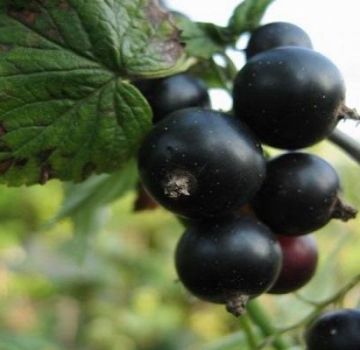 Beskrivning av svarta vinbärsorter Riddle, plantering och vård funktioner