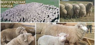 Karakteristike volgogradske pasmine ovaca, prednosti i nedostaci i uzgoj