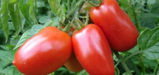 Beskrivning av Torpedo-tomatsorten, avkastning och odling