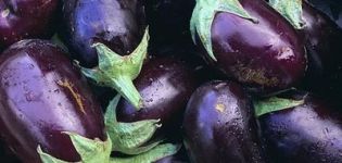 Vilka sorter av aubergine är bättre att plantera och växa i Moskva-regionen i det öppna fältet och växthus