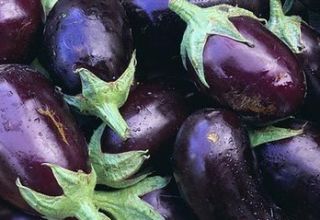 Anong mga uri ng mga eggplants ang mas mahusay na itanim at lumago sa rehiyon ng Moscow sa bukas na bukid at mga greenhouse