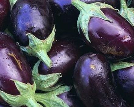 What varieties of eggplants are better to plant and grow in the Moscow region in the open field and greenhouses