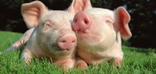 Why piglets eat poorly, causes and how to fix it, what to do for treatment