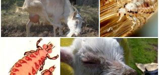 Лијечење ушију код коза лијековима и народним лијековима код куће