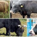 Matning och hållning av inseminerande tjurar, användning och jättar