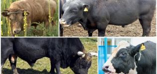 Fodring og opbevaring af inseminerende tyre, brug og giganter