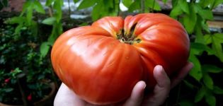 Beschrijving van de tomatenvariëteit Berdsky groot en zijn kenmerken