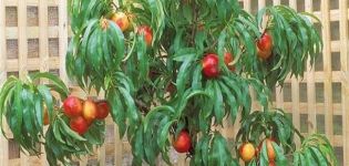 Kaip namuose galima išauginti nektariną iš sėklos?