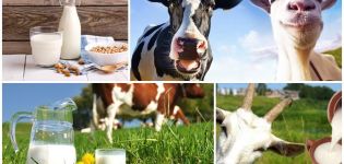 ¿Qué leche es más saludable en composición, vaca o cabra y una tabla de diferencias?