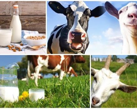 Welke melk is gezonder van samenstelling, koe of geit en een tabel met verschillen
