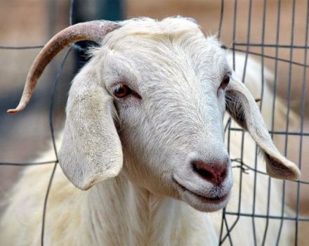 Why is a goat shaking, causes of tremors and what to do at home