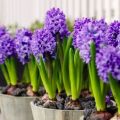 Opis a charakteristika odrôd a druhov hyacintov, pravidlá pestovania