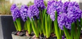Popis a charakteristika odrůd a typů hyacintu, pravidla pěstování