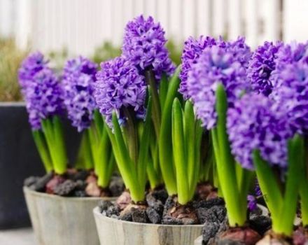 Opis a charakteristika odrôd a typov hyacintov, pravidlá pestovania