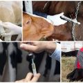 Esquema y calendario de vacunación del ganado desde el nacimiento, qué vacunas se administran a los animales.