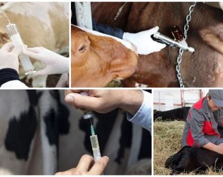 Schéma a harmonogram očkování skotu od narození, jaká očkování se zvířatům podává