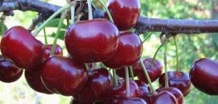 Beskrivning av den skarlakansröda körsbärsorten, avkastningsegenskaper och odlingsegenskaper
